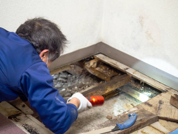 Best Mold Removal and Inspection  in Venersborg, WA