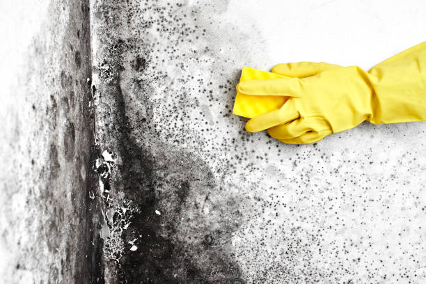 Best Mold Removal Near Me  in Venersborg, WA
