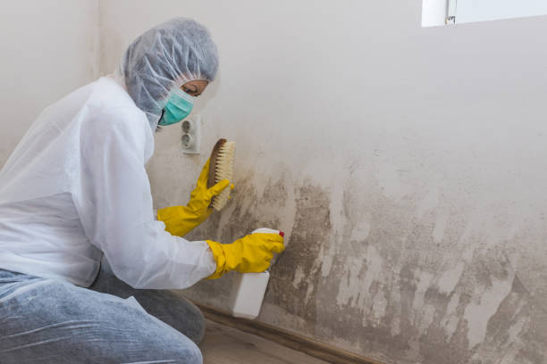Best Attic Mold Removal  in Venersborg, WA