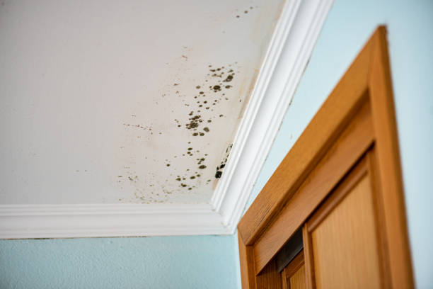 Best Black Mold Removal  in Venersborg, WA