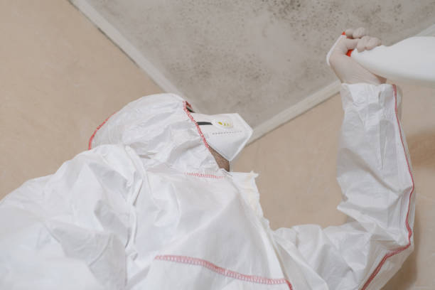 Mold Testing and Removal in Venersborg, WA