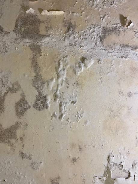 Best Mold Remediation  in Venersborg, WA
