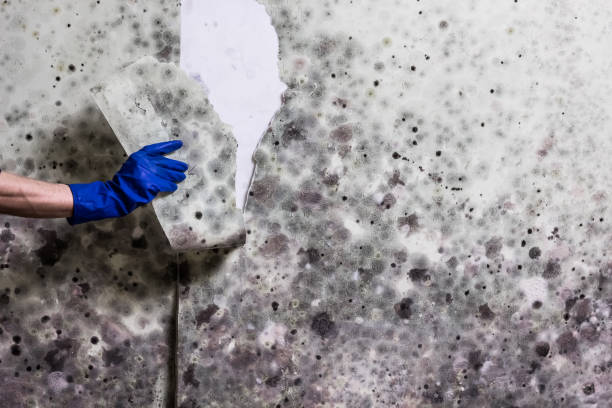 Best Mold Testing  in Venersborg, WA
