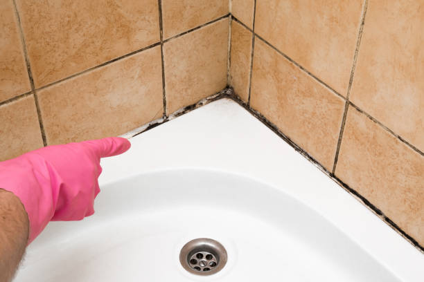 Best Professional Mold Removal  in Venersborg, WA